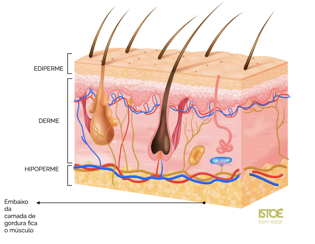 Estrutura da pele