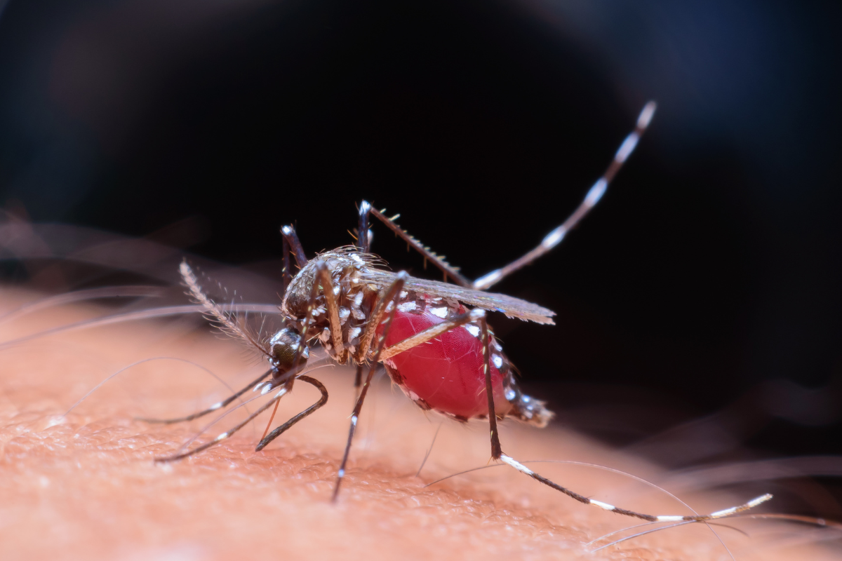 alerta dengue e prevenção